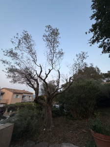 Photo de galerie - Elagage et coupe d'arbres