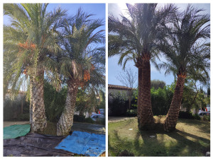 Photo de galerie - Elagage et coupe d'arbres