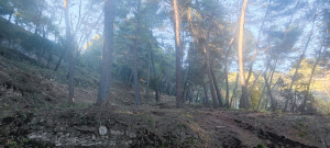 Photo de galerie - Tonte de pelouse - Débroussaillage