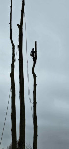 Photo de galerie - Elagage et coupe d'arbres