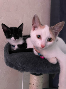 Photo de galerie - Garde chat