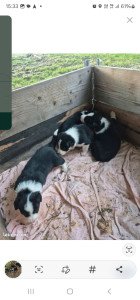 Photo de galerie - Garde de chien 