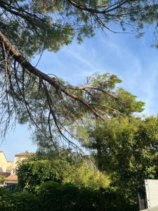 Photo de galerie - Elagage et coupe d'arbres