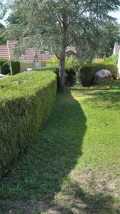 Photo de galerie - Taille de haies et d'arbustes