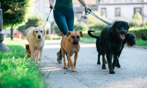 Photo de galerie - Garde d'animaux à mon domicile ou au vôtre (chiens et chats)