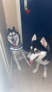 Photo de galerie - Jadore les annimeaux