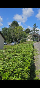 Photo de galerie - Taille d'une haie volumineuse non entretenue depuis des années, sur 50ml.
