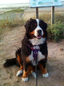 Photo de galerie - Garde animaux