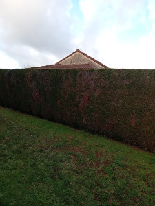 Photo de galerie - Taille de haie 