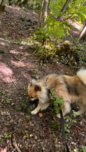 Photo de galerie - Nelson, chien de 8 mois