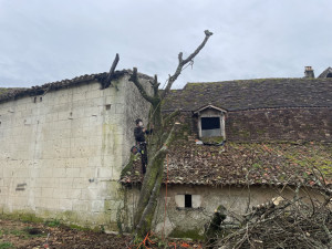 Photo de galerie - Elagage et coupe d'arbres