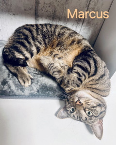 Photo de galerie - Marcus, mon futur pensionnaire du 14/07 au 12/08 inclus.