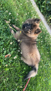 Photo de galerie - Garde chien