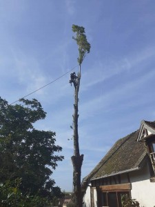 Photo de galerie - Elagage et coupe d'arbres