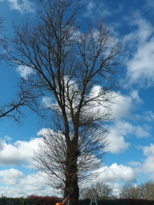 Photo de galerie - Elagage et coupe d'arbres