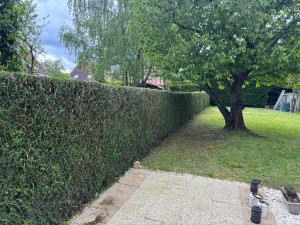 Photo de galerie - Taille d’une haie de thuyas 