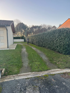 Photo de galerie - Taille d’une haie d’eleagnus  