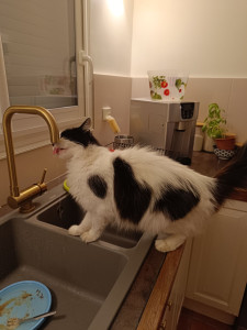 Photo de galerie - L'incroyable Mia, un chat qui aime boire l'eau au robinet !! 