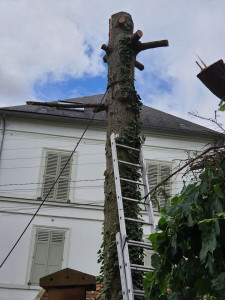 Photo de galerie - Abattage d’arbre, arbre