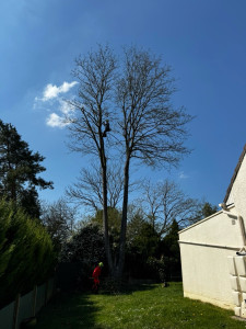 Photo de galerie - élagage 