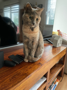 Photo de galerie - Garde chat