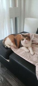 Photo de galerie - Peut soigner et câliner votre chat à votre domicile 