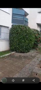 Photo de galerie - Taille de haies et d'arbustes