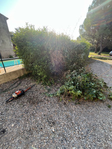 Photo de galerie - Taille de haie