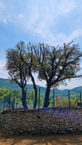 Photo de galerie - Elagage et coupe d'arbres