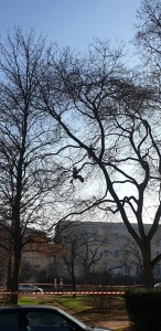 Photo de galerie - Elagage et coupe d'arbres