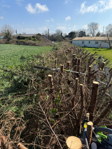 Photo de galerie - Rabattage de haies 