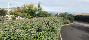 Photo de galerie - Taille de haie 