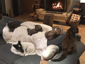 Photo de galerie - Jack Russel