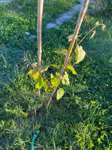 Photo de galerie - Plantation d’arbustes vignes