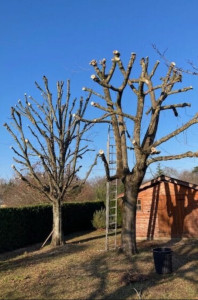 Photo de galerie - Élagage arbre 
