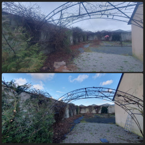 Photo de galerie - Taille de plantes grimpantes 