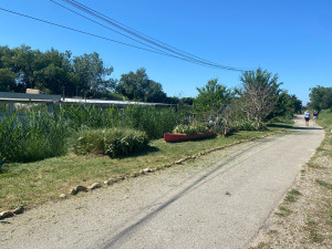 Photo de galerie - Tonte de pelouse - Débroussaillage