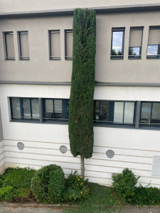 Photo de galerie - Taille de haies et d'arbustes