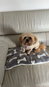 Photo de galerie - Judy 11 ans Lhassa Paso