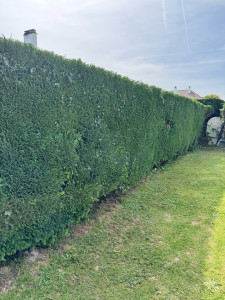 Photo de galerie - Taille d’une haie.