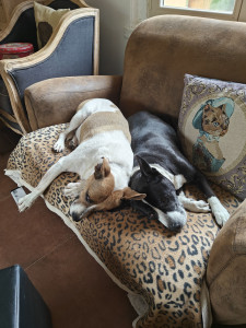 Photo de galerie - La sieste
