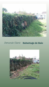 Photo de galerie - Taille de haies et d'arbustes