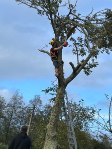 Photo de galerie - Abattage d’arbre et élagage 