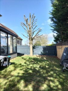 Photo de galerie - Elagage et coupe d'arbres