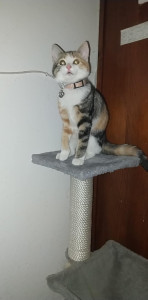 Photo de galerie - Heureux abre a chat très  propre