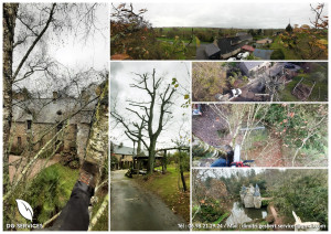 Photo de galerie - Elagage / abattage