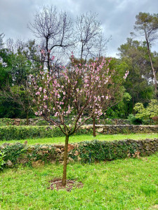 Photo de galerie - Verger 