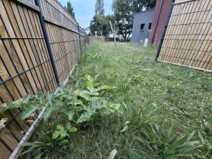 Photo de galerie - Tonte de pelouse - Débroussaillage