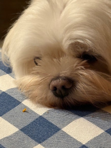 Photo de galerie - Garde chien