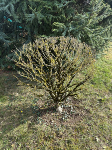 Photo de galerie - Taille d’un ibiscus 